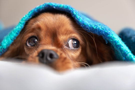 Dog Under The Blanket