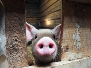 Piglet the pig. Funny portrait of a pig. Old wooden shed, pigsty
