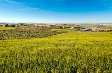 Fields of Andalusia with trees