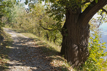 alte Kastanie am südtiroler Keschtnweg
