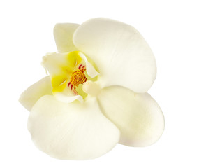 Fototapeta na wymiar White orchid flower isolated on white