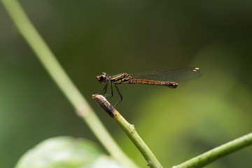Close up of small beautiful dragonfly, They are the best mosquito killer in nature