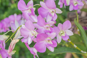 Pink orchid