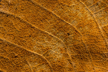 Fototapeta na wymiar dry brown leaf texture