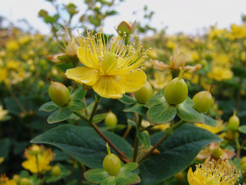 Fiore di Hypericum
