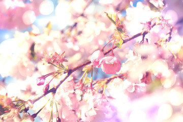Obraz na płótnie Canvas Grußkarte - Japanische Kirschblüte mit Bokeh Lichtern