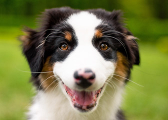 Happy Aussie on meadow with green grass in summer or spring. Beautiful Australian shepherd puppy 3 months old - portrait close-up. Cute dog enjoy playing at park outdoors.