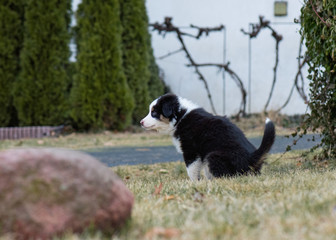 Naklejka na ściany i meble Australian Shepherd purebred dog on meadow in autumn or spring, outdoors countryside. Black Tri color Aussie puppy, 2 months old.