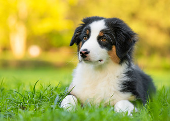 Happy Aussie on meadow with green grass in summer or spring. Beautiful Australian shepherd puppy 3 months old - portrait close-up. Cute dog enjoy playing at park outdoors.