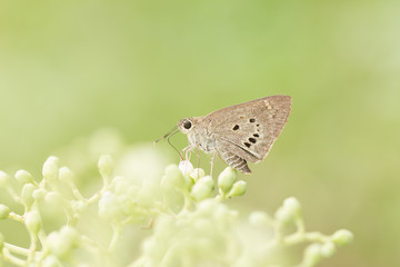 Cabbage White Butterfly