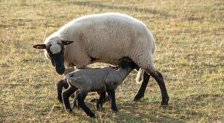 sheep with black and white wool with little lambs