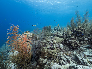 Fototapeta na wymiar Seascape of coral reef in Caribbean Sea around Curacao at dive site Smokey's with various coral and sponge