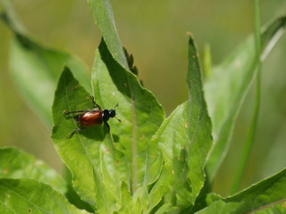 Käfer auf einem Blatt einer Nachtkerze