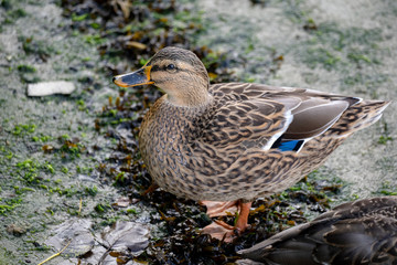 canard