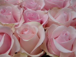 Rose rosa, fiori recisi