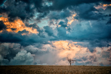 Obraz premium Tree and clouds