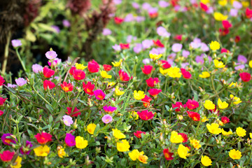 Common Purslane flower in garden