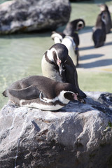 Humboldt Penguins in a zoo