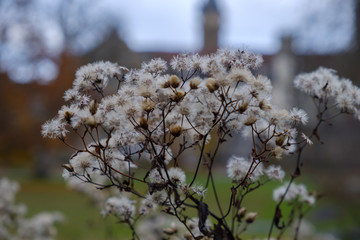Natur Herbst  Natur Pflanze