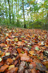 Naklejka premium Close up of fallen leaves on woodland floor in autumn fall