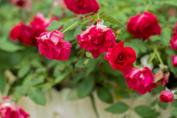 Red roses on branch