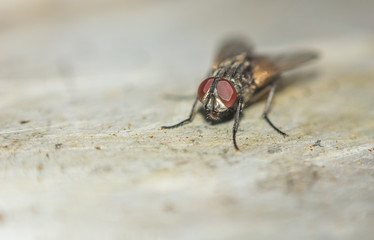 close up of fly