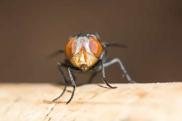 macro of a fly