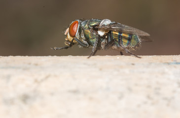 fly on a leaf