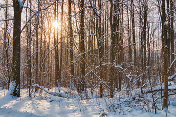 Beautiful winter forest in sunny weather.