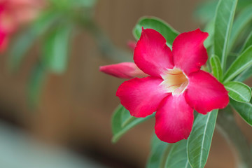 Desert rose or red Bignonia, Adenium flower