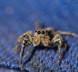 spider on a blue background