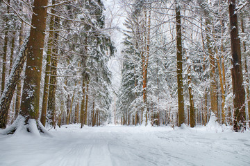 Beautiful winter forest in sunny weather.