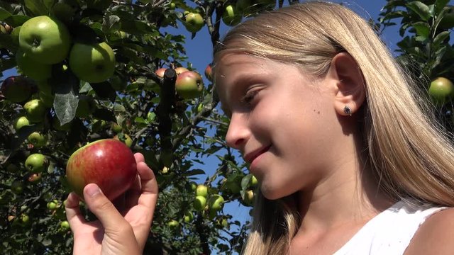 Child Eating Apple, Kid in Orchard, Farmer Girl Studying Fruits in Tree