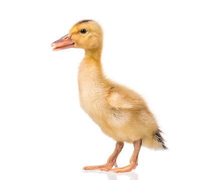 Cute little yellow newborn duckling isolated on white background. Newly hatched duckling on a chicken farm.