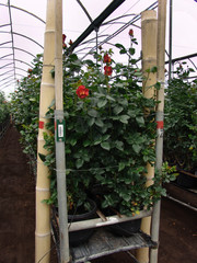 Produzione rose fiore reciso Ecuador