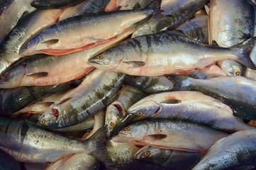 Fresh pink salmon catch.   Khabarovsk region, far East, Russia.  