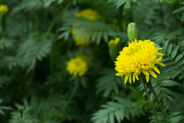 Yellow Marigold flower