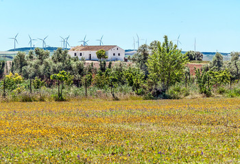 Fields of Andalusia with trees