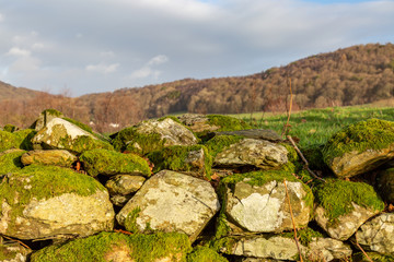 Moss growing on a stone wall in the Lake District