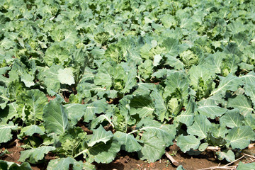 Landscape view of a freshly growing cabbage field