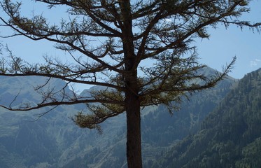 schutzwald im gebirge
