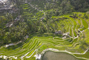 Rice Terrace. Ubud. Bali. Indonesia.