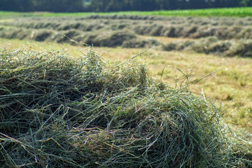 Heu machen im Sommer ohne Erntehelfer