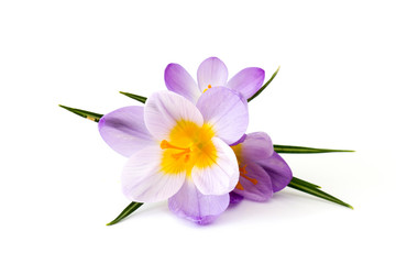crocus - l& 39 une des premières fleurs du printemps