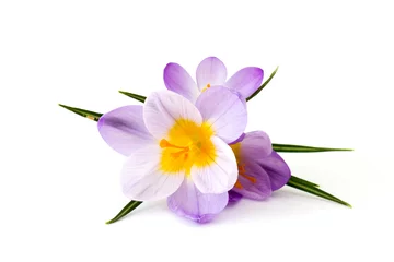 Cercles muraux Crocus crocus - l& 39 une des premières fleurs du printemps