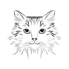 Hand drawn cat head. Tattoo art animal isolated