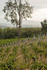 Fototapeta na wymiar Landscape of Dragon fruit plant in farm
