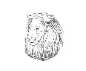 Obraz premium Lion proud, face in profile, looking into the distance, sketch, vector, black-and-white drawing
