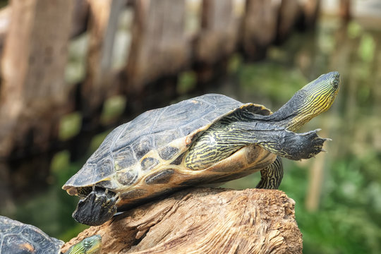 Chinese striped-neck turtle stretching on a weathered log, wildlife and nature conservation, reptile habitat and animal behavior