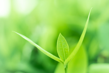 Leaved green natural background